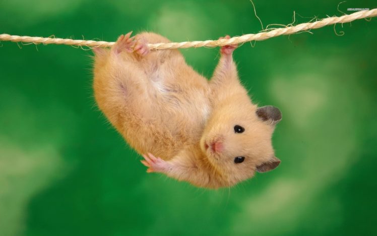 animals, Funny, Hamsters, Ropes HD Wallpaper Desktop Background