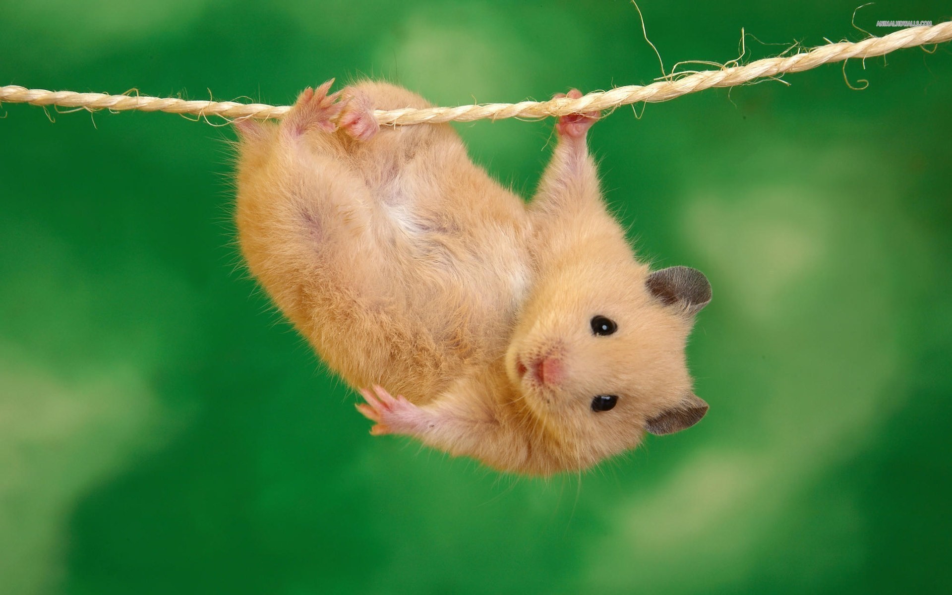 animals, Funny, Hamsters, Ropes Wallpaper