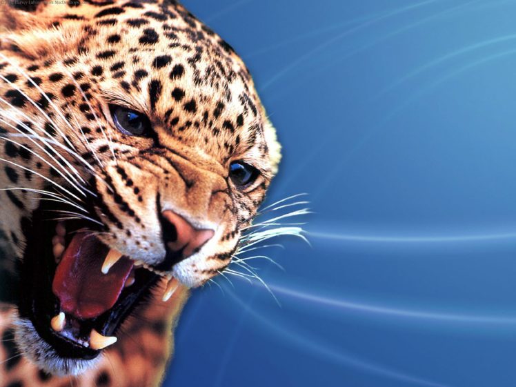 nature, Animals, Leopards HD Wallpaper Desktop Background