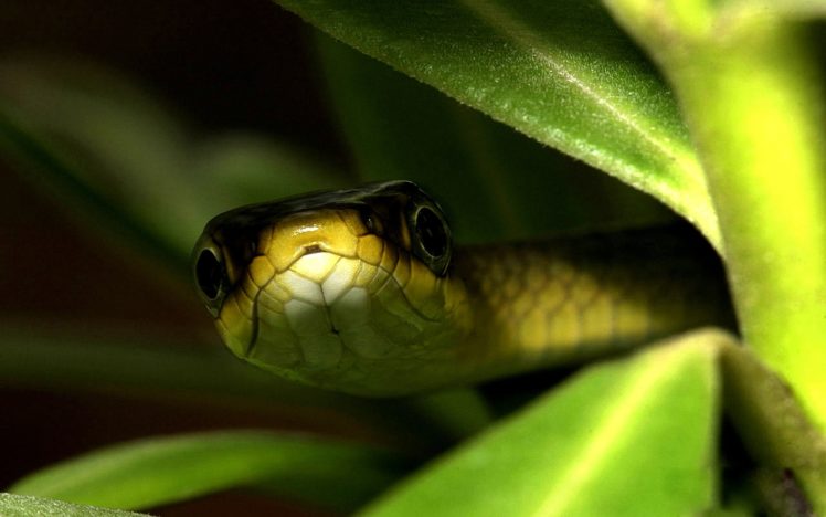 snakes, Camouflage HD Wallpaper Desktop Background