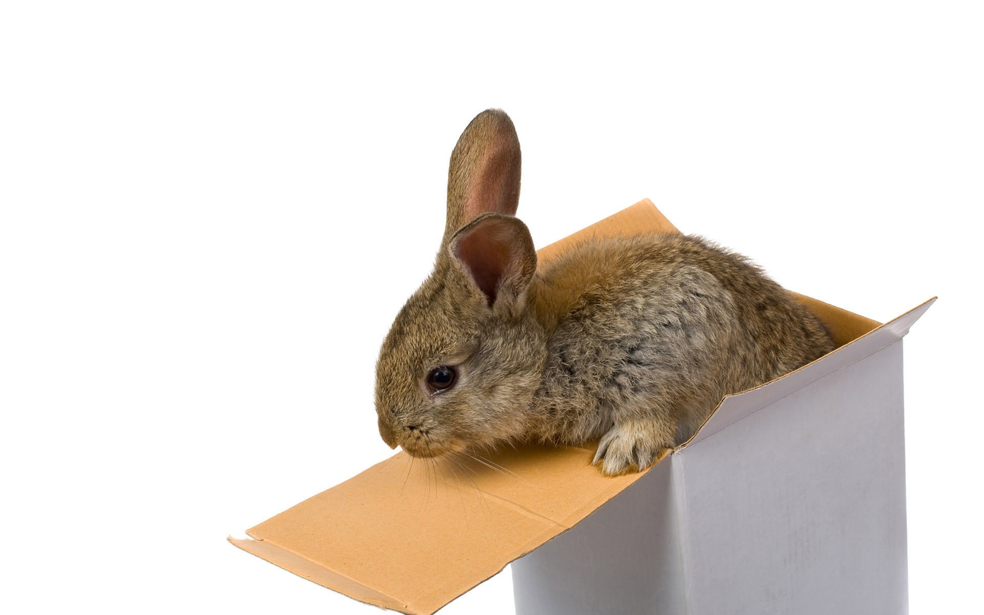 bunnies, Animals Wallpaper