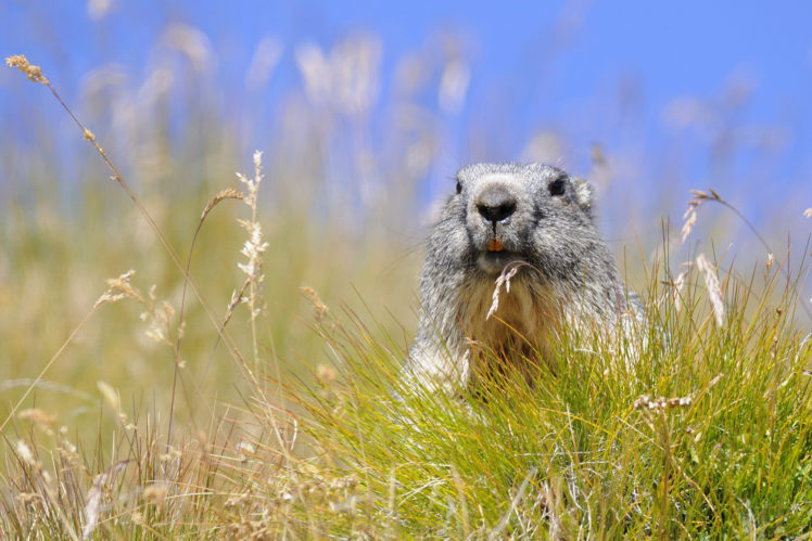 marmot, A, Rodent, Grass HD Wallpaper Desktop Background