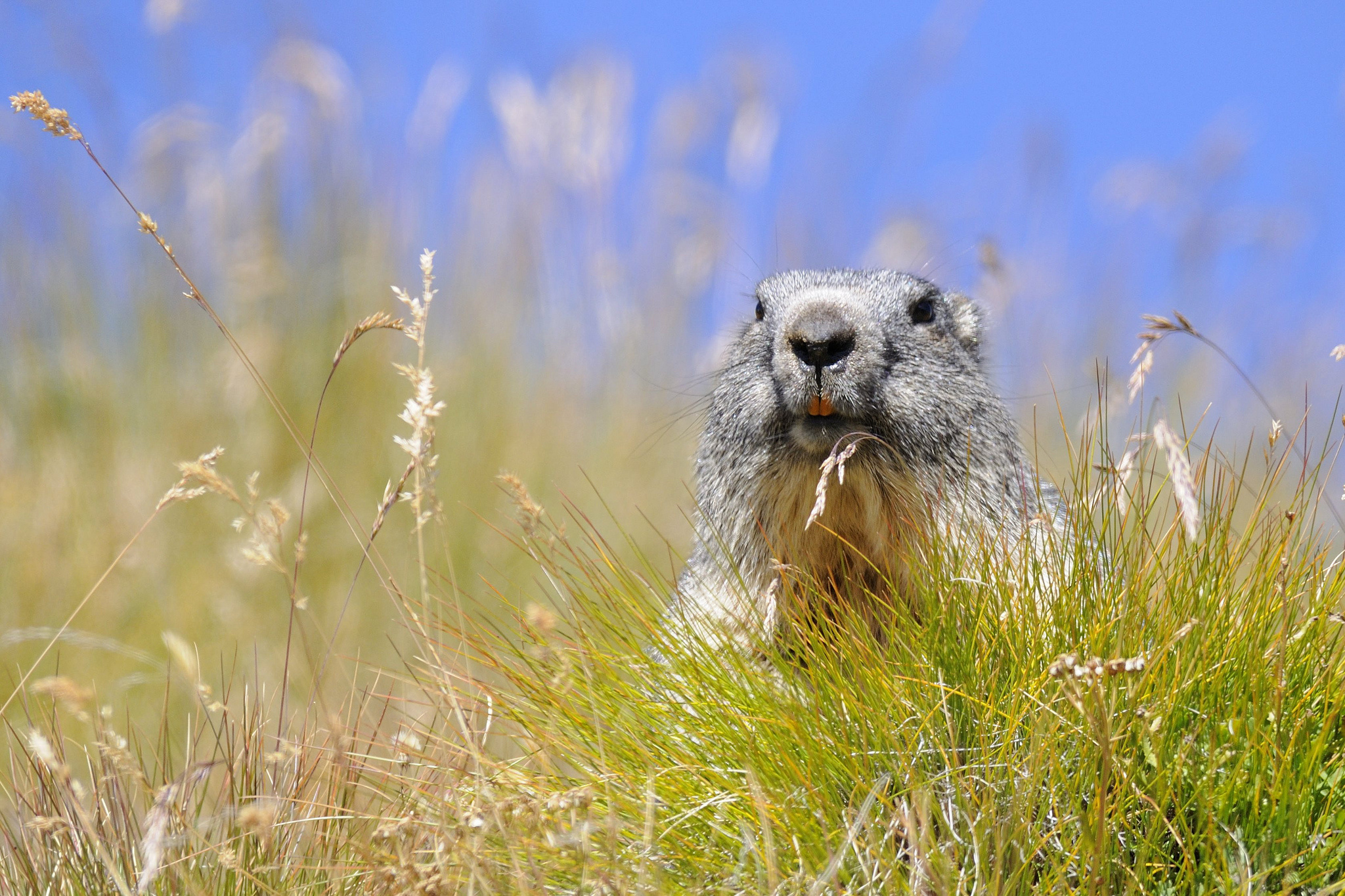 marmot, A, Rodent, Grass Wallpaper