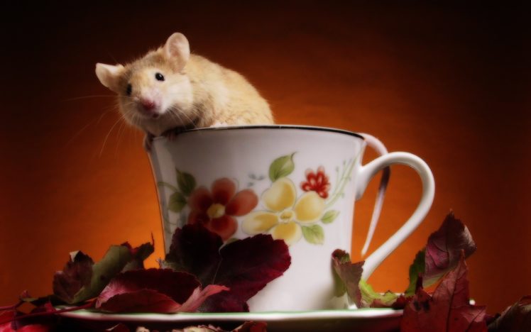 animals, Mice HD Wallpaper Desktop Background