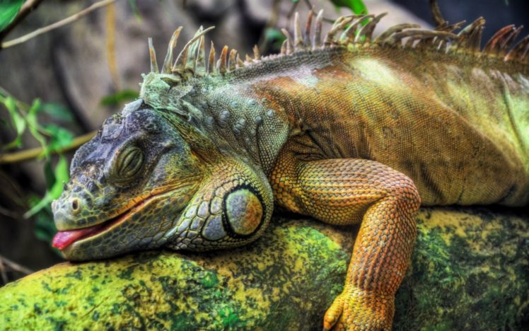 animals, Reptiles, Iguana HD Wallpaper Desktop Background