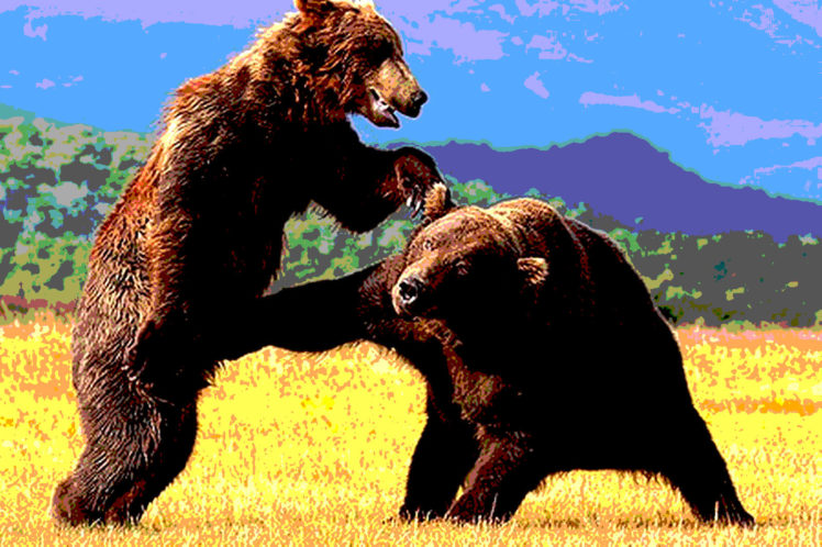 bear, Battle, Predator, Yu HD Wallpaper Desktop Background