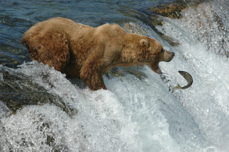 bear, River, Salmon, Fish, It HD Wallpaper Desktop Background