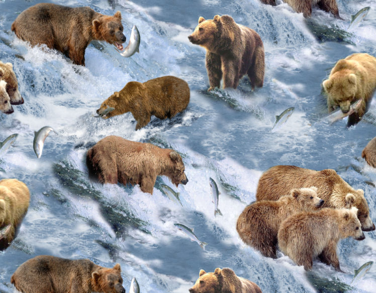 bear, River, Salmon, Fish, It HD Wallpaper Desktop Background