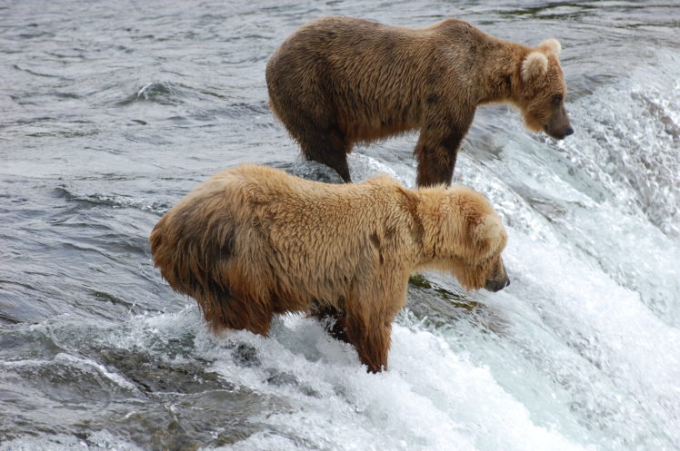 bear, River HD Wallpaper Desktop Background