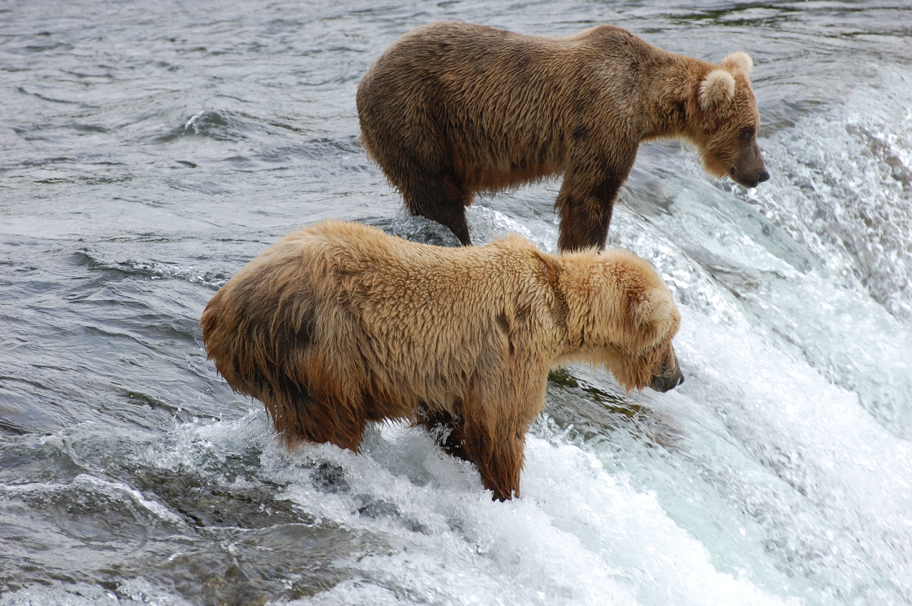 bear, River Wallpaper