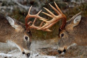 deer, Horns, Fight, Rivalry