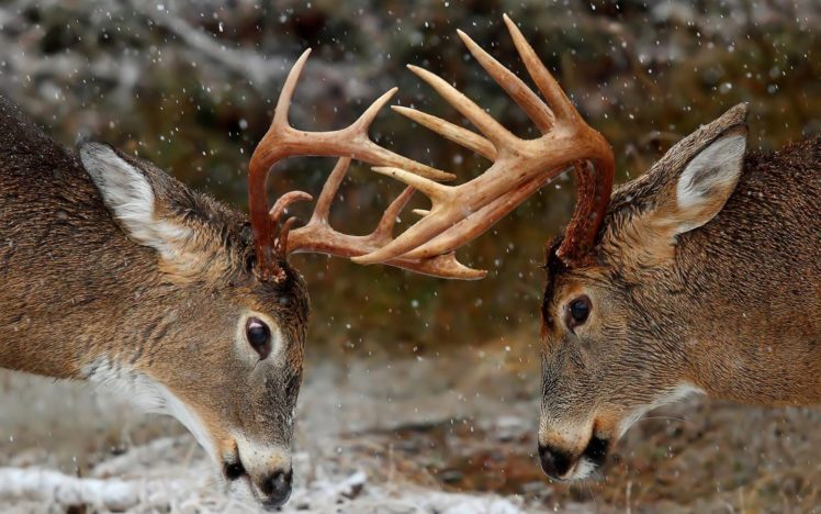 deer, Horns, Fight, Rivalry HD Wallpaper Desktop Background