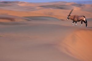 gemsbok, Oryx, Desert, Sand