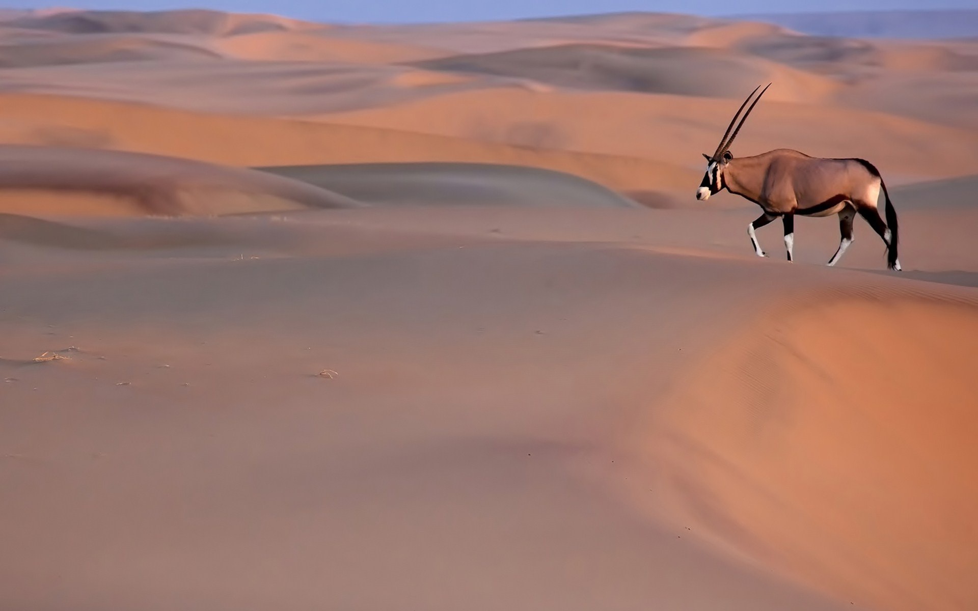 gemsbok, Oryx, Desert, Sand Wallpaper