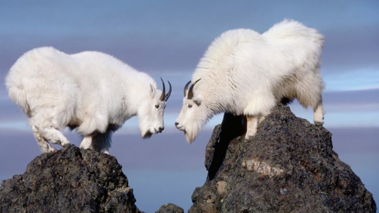 goat, White HD Wallpaper Desktop Background