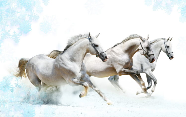 horses, Horse HD Wallpaper Desktop Background
