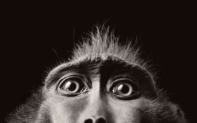 monkey, Bw HD Wallpaper Desktop Background