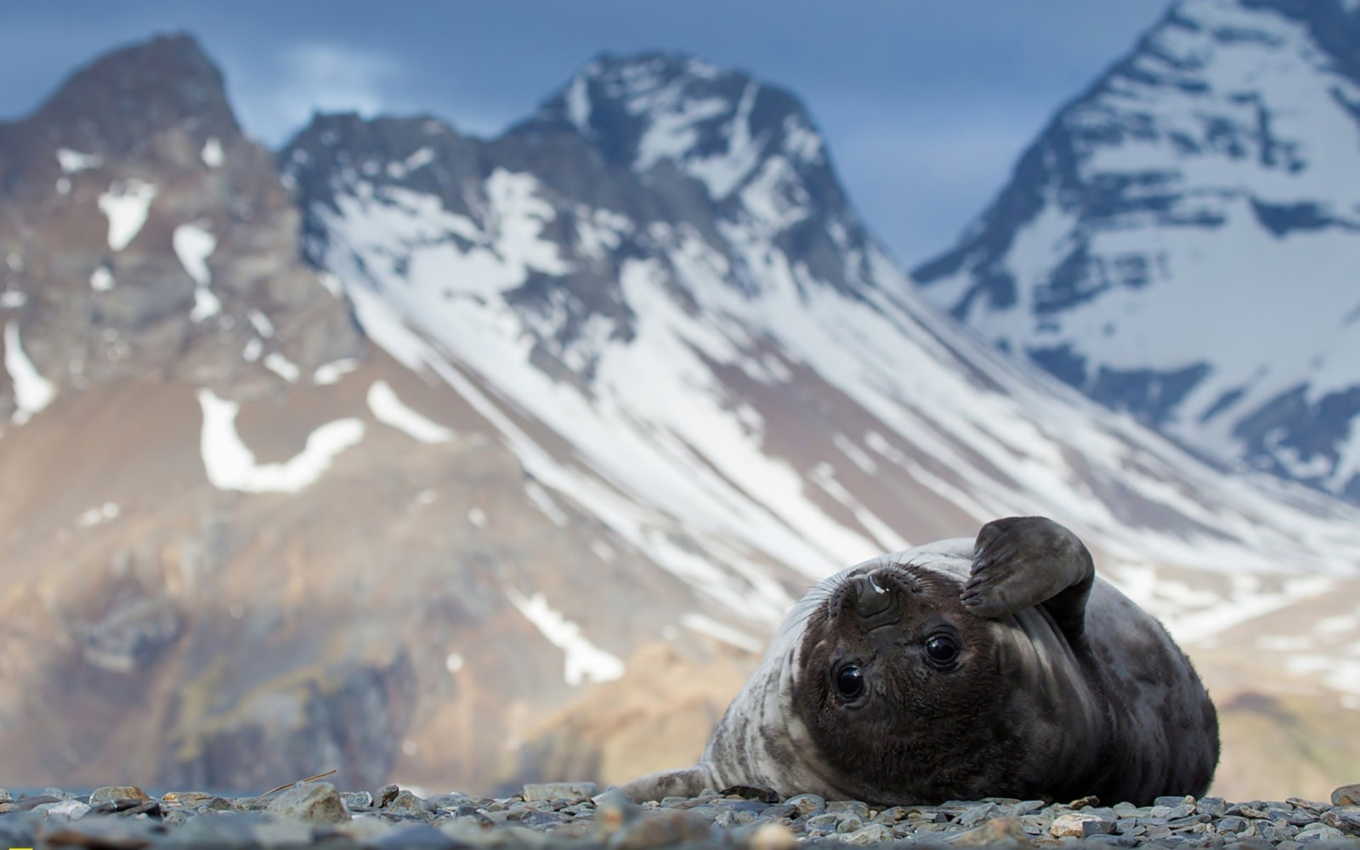seal, Lies, Rocks, Mountains, Snow Wallpaper