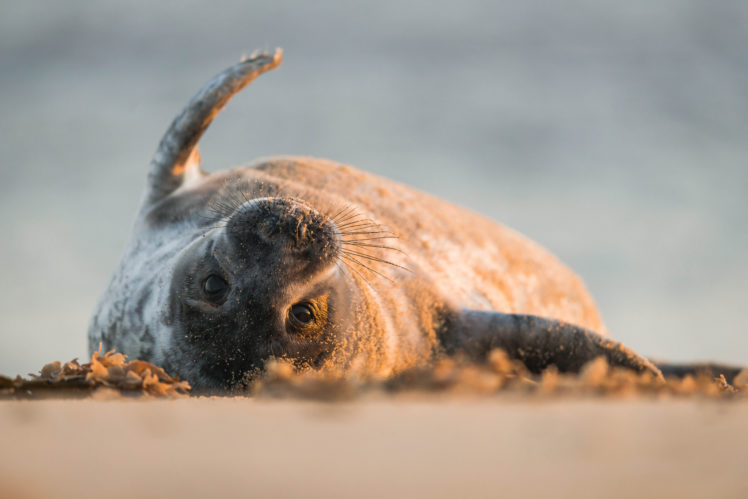 seals, Animals, Seal HD Wallpaper Desktop Background