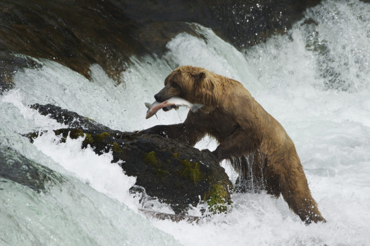 salmon, Fish, River, Waterfall, Bear HD Wallpaper Desktop Background