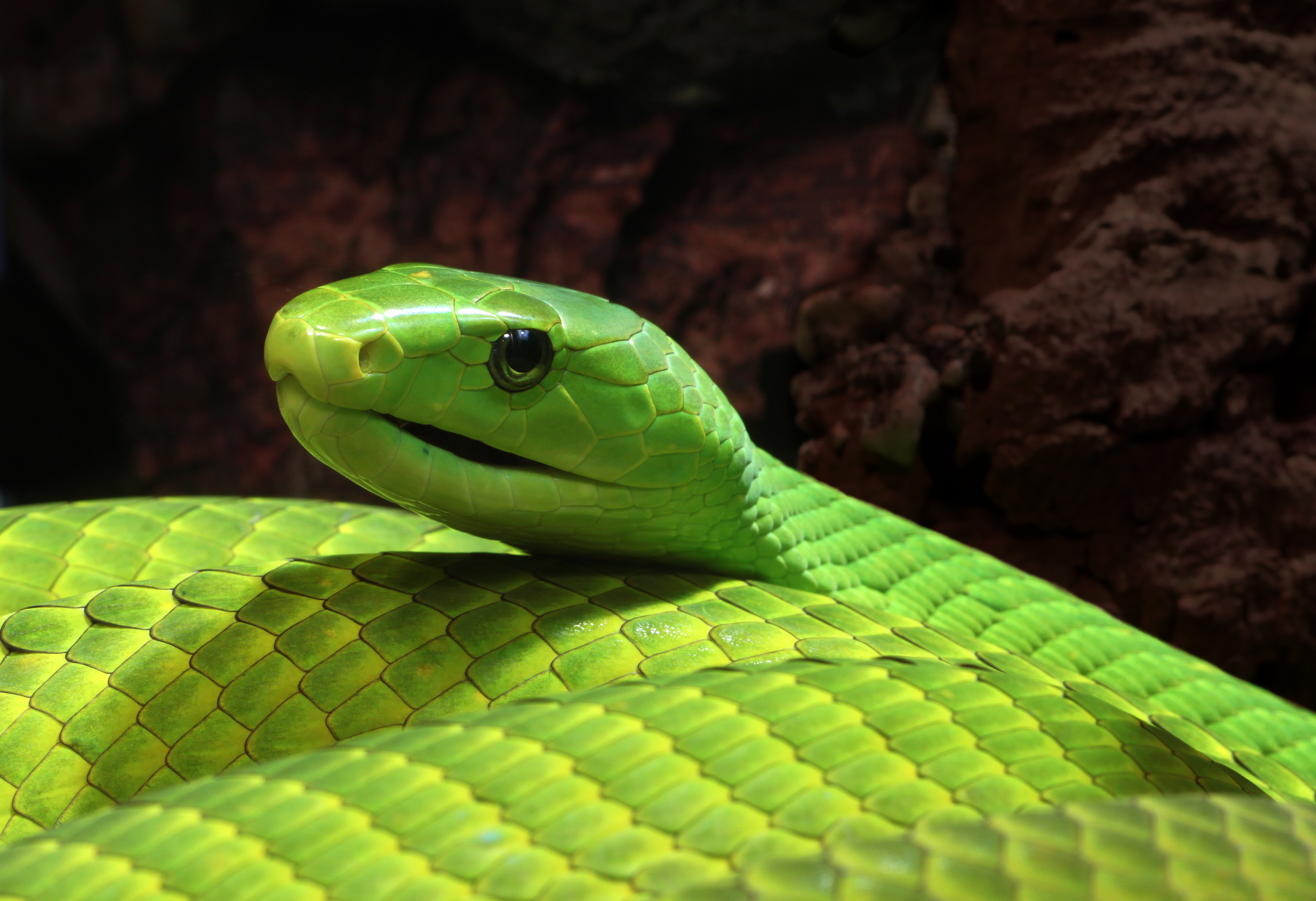 snake, Reptile, Snakes Wallpaper