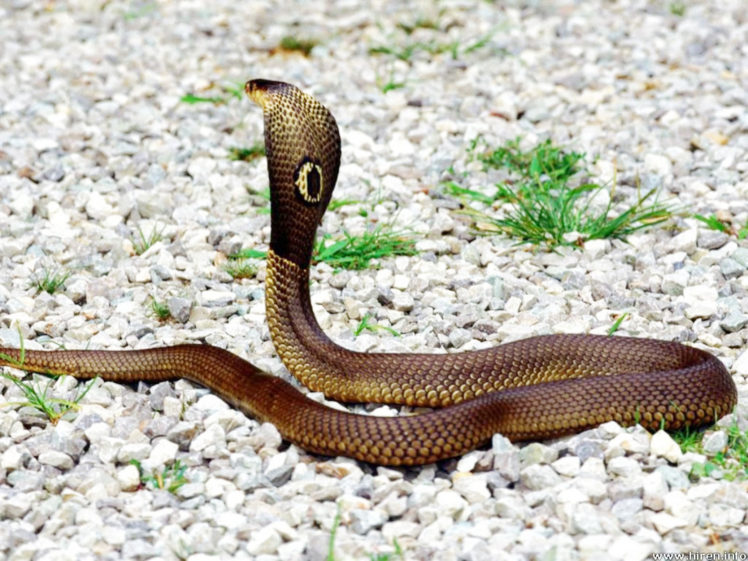 snake, Reptile, Snakes HD Wallpaper Desktop Background