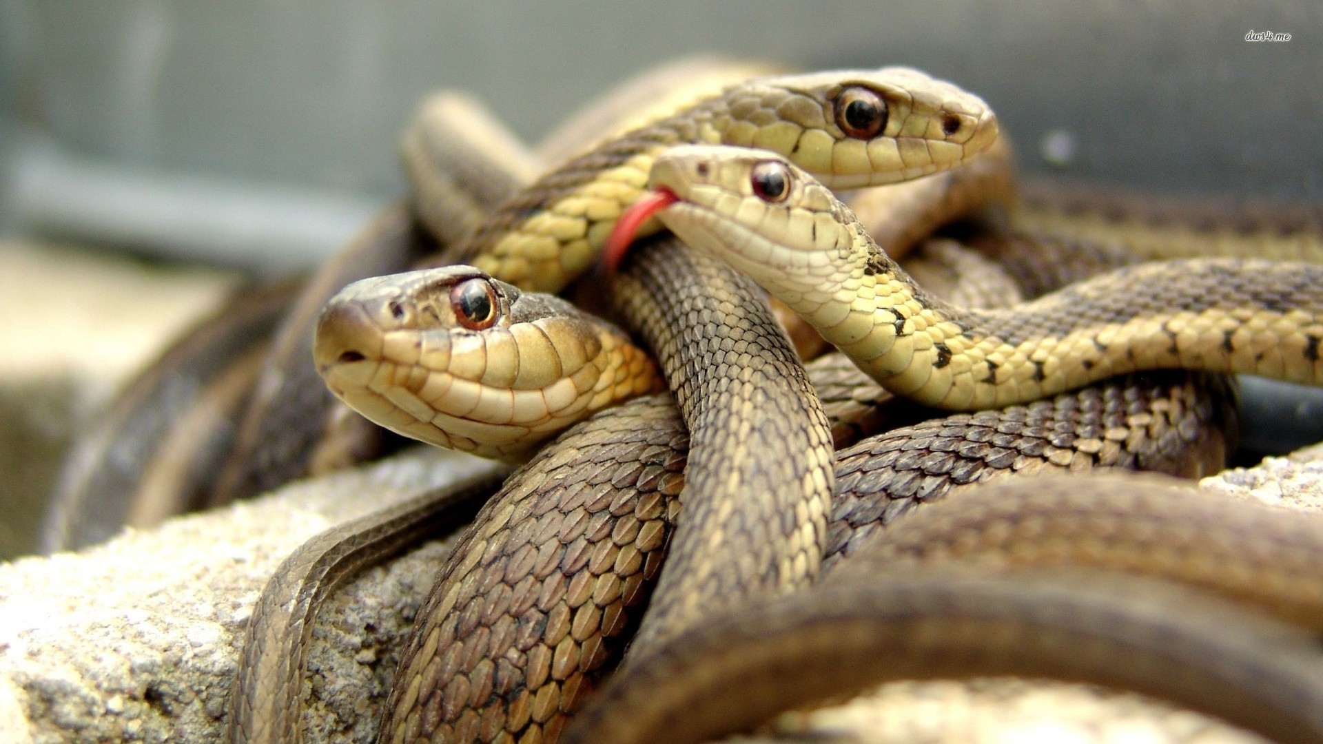 snake, Reptile, Snakes, Gd Wallpaper