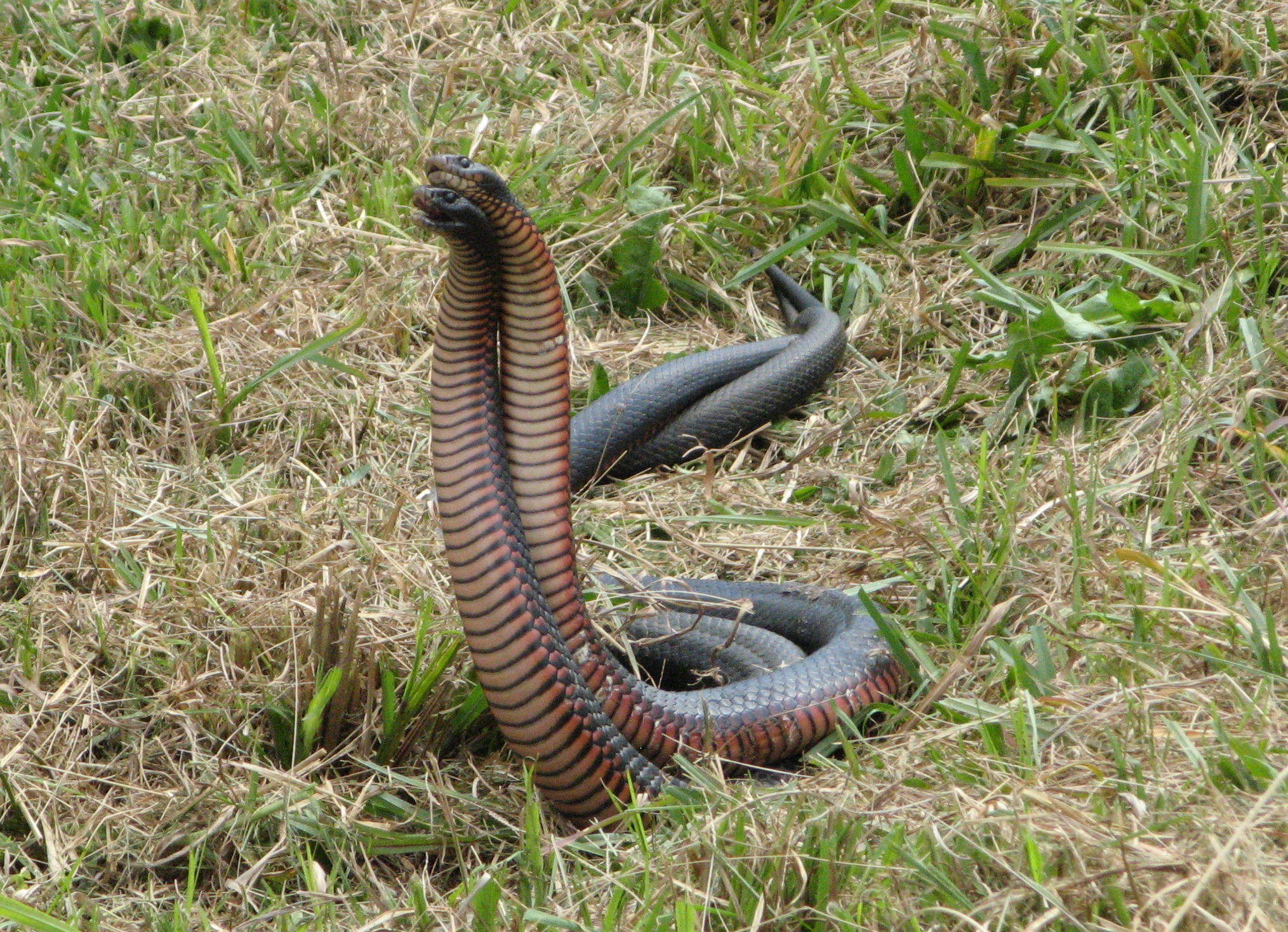 battle snake