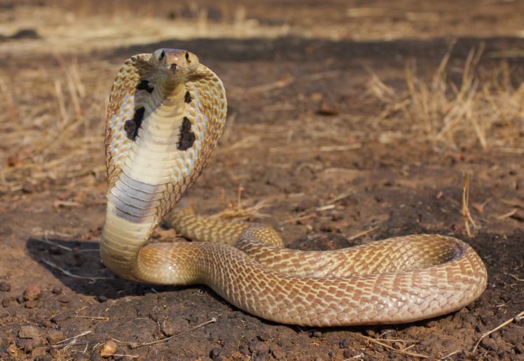snake, Reptile, Snakes, Predator, Cobra HD Wallpaper Desktop Background