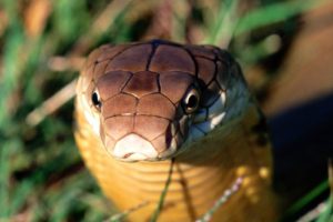 snake, Reptile, Snakes, Predator, Cobra, Gd