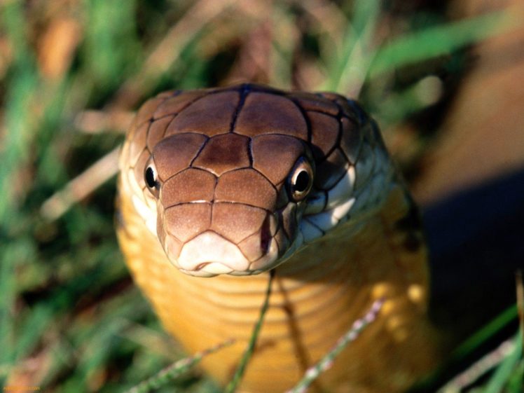snake, Reptile, Snakes, Predator, Cobra, Gd HD Wallpaper Desktop Background