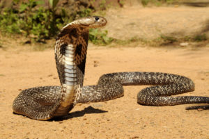 snake, Reptile, Snakes, Predator, Cobra