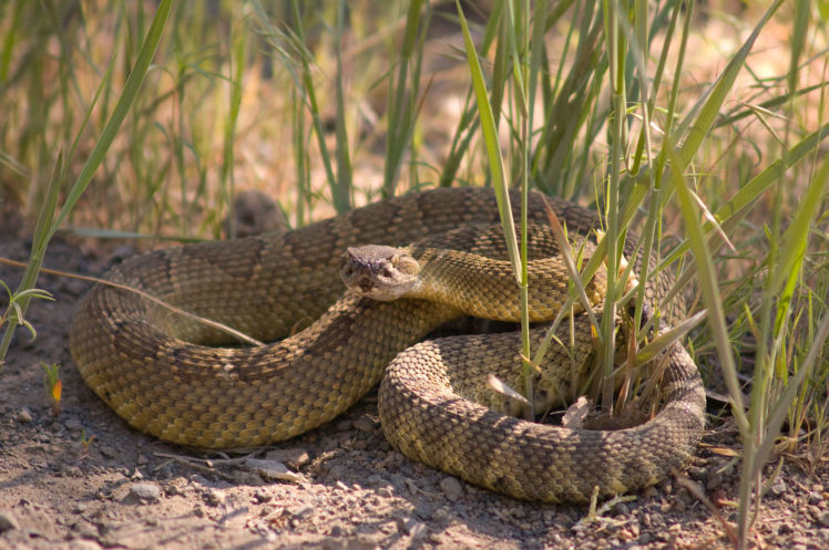 snake, Reptile, Snakes, Predator, Rattlesnake HD Wallpaper Desktop Background