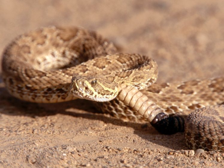 snake, Reptile, Snakes, Predator, Rattlesnake, Yy HD Wallpaper Desktop Background