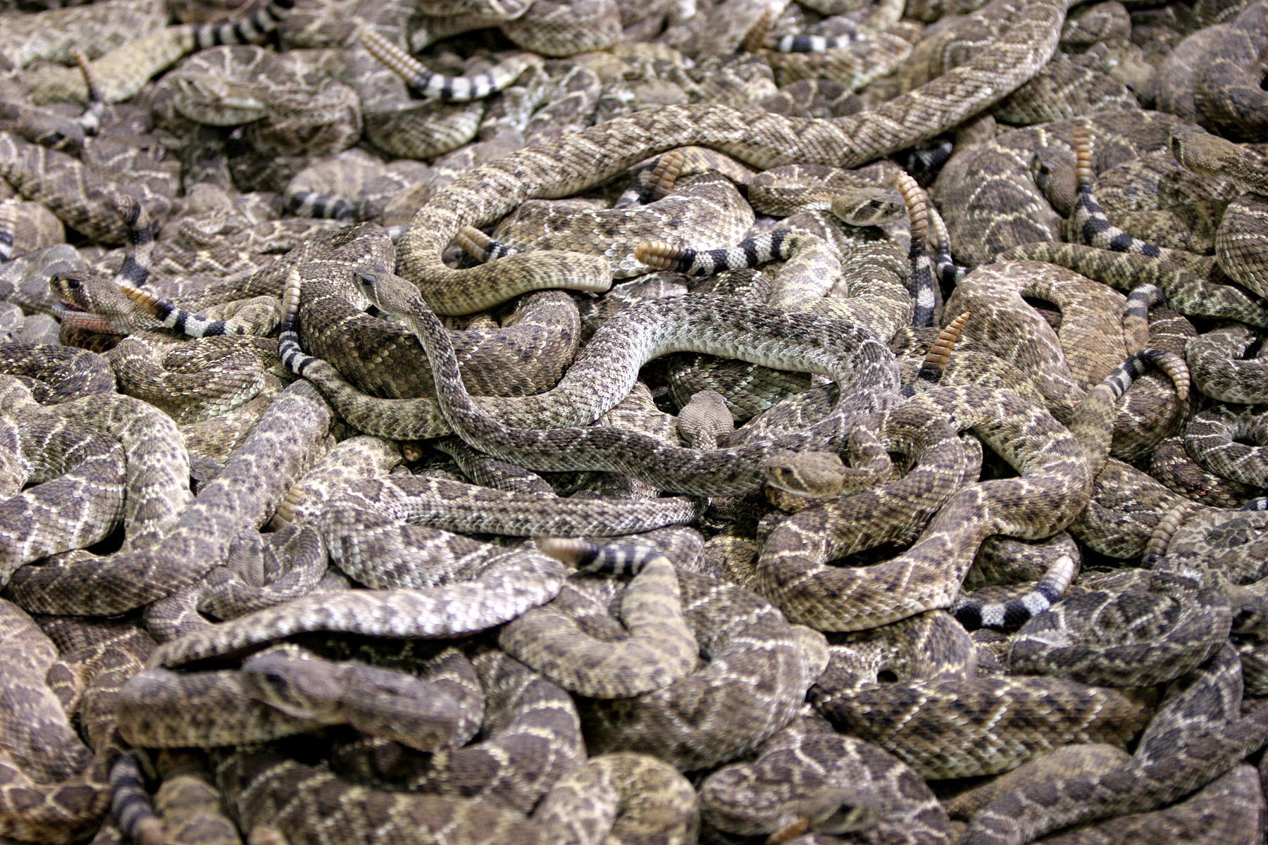 snake, Reptile, Snakes, Predator, Rattlesnake Wallpaper