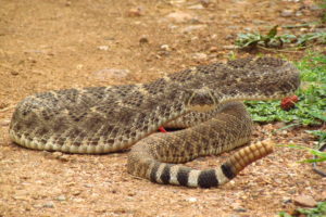 snake, Reptile, Snakes, Predator, Rattlesnake