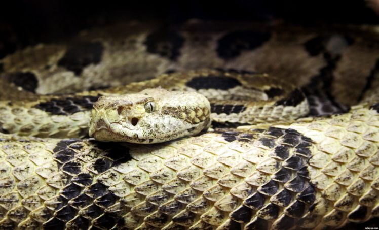 snake, Reptile, Snakes, Predator, Rattlesnake, Tk HD Wallpaper Desktop Background