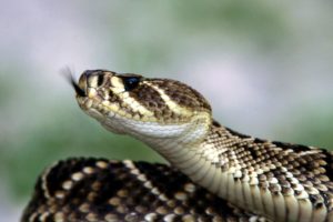 snake, Reptile, Snakes, Predator, Rattlesnake