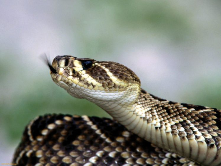 snake, Reptile, Snakes, Predator, Rattlesnake HD Wallpaper Desktop Background