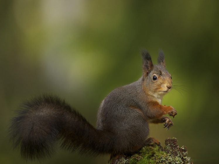 animals, Squirrels, Depth, Of, Field HD Wallpaper Desktop Background