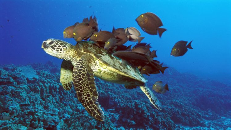 green, Fish, Hawaii, Reef, Sea, Turtles HD Wallpaper Desktop Background
