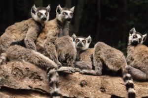 animals, Madagascar, Lemurs