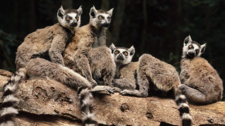 animals, Madagascar, Lemurs HD Wallpaper Desktop Background