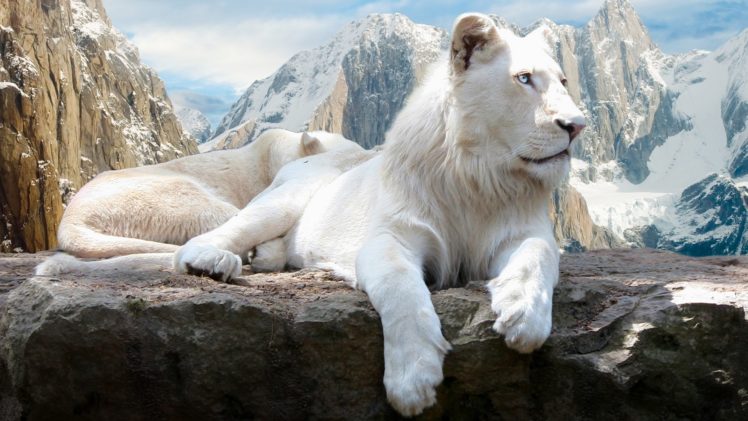 mountains, Snow, Cats, Animals, Feline, Lions, White, Lions HD Wallpaper Desktop Background