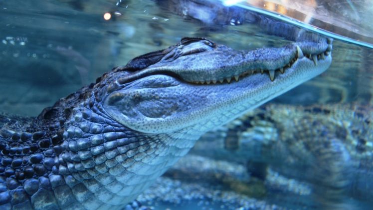 nature, Predator, Animals, Crocodiles, Wild, Animals, Underwater HD Wallpaper Desktop Background