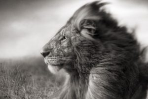 animals, Grayscale, Lions