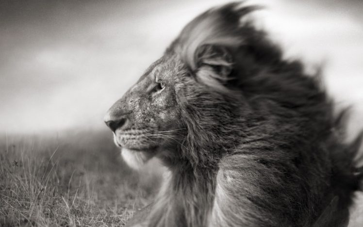 animals, Grayscale, Lions HD Wallpaper Desktop Background