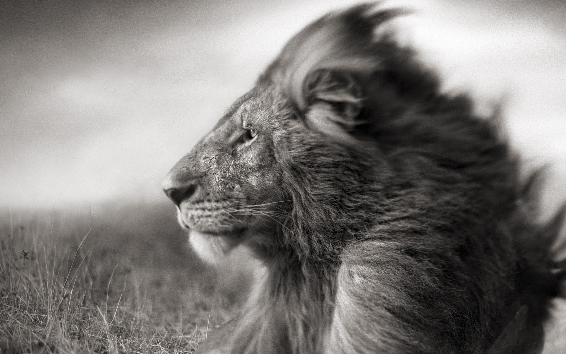 animals, Grayscale, Lions Wallpaper