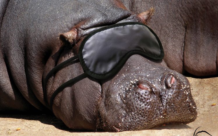 animals, Blindfolds, Hippopotamus HD Wallpaper Desktop Background