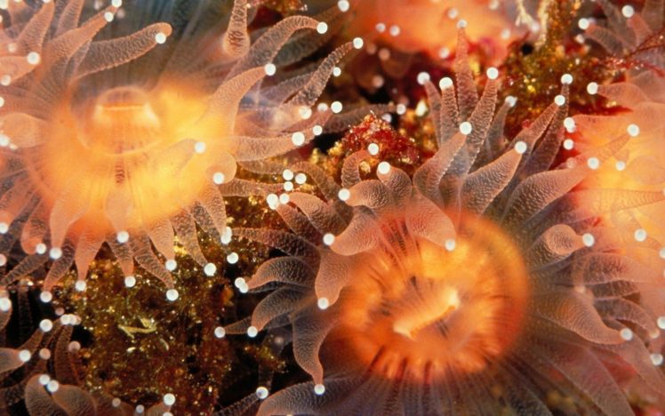 sea, Anemones, Underwater, Sealife HD Wallpaper Desktop Background